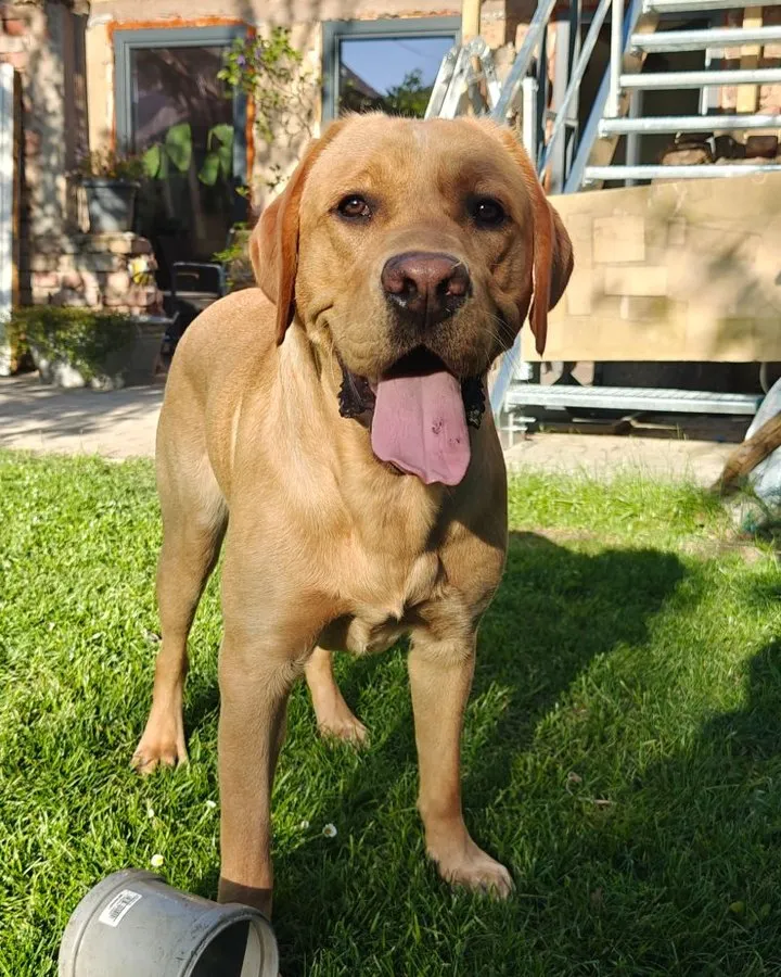 Neo, der Bürohund von ONE STEP Marketing, ein Labrador auf dem Rasen